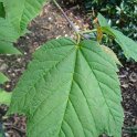 Acer rufinerve